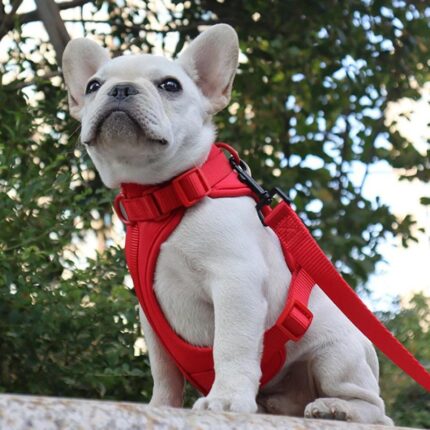 frenchie space shop no-pull french bulldog harness