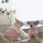 frenchie space shop pinky french bulldog sweater