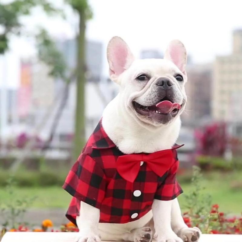 frenchie space shop plaid elegance frenchie shirt