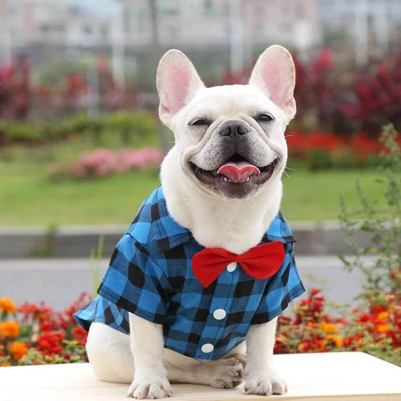 frenchie-space-shop-plaid-elegance-frenchie-shirt-2 frenchie space shop plaid elegance frenchie shirt