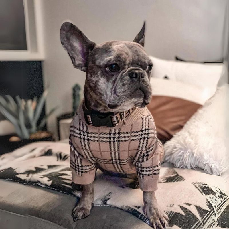 frenchie-space-shop-poshberry-french-bulldog-sweater-1 frenchie space shop poshberry french bulldog sweater