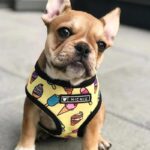 frenchie space shop pupcream french bulldog harness