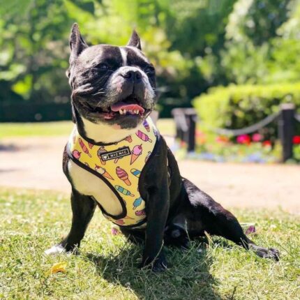 frenchie space shop pupcream french bulldog harness