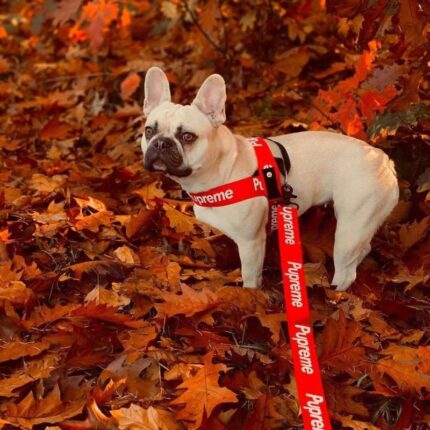 frenchie space shop pupreme french bulldog harness