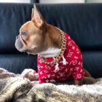 frenchie space shop pupreme french bulldog hoodie