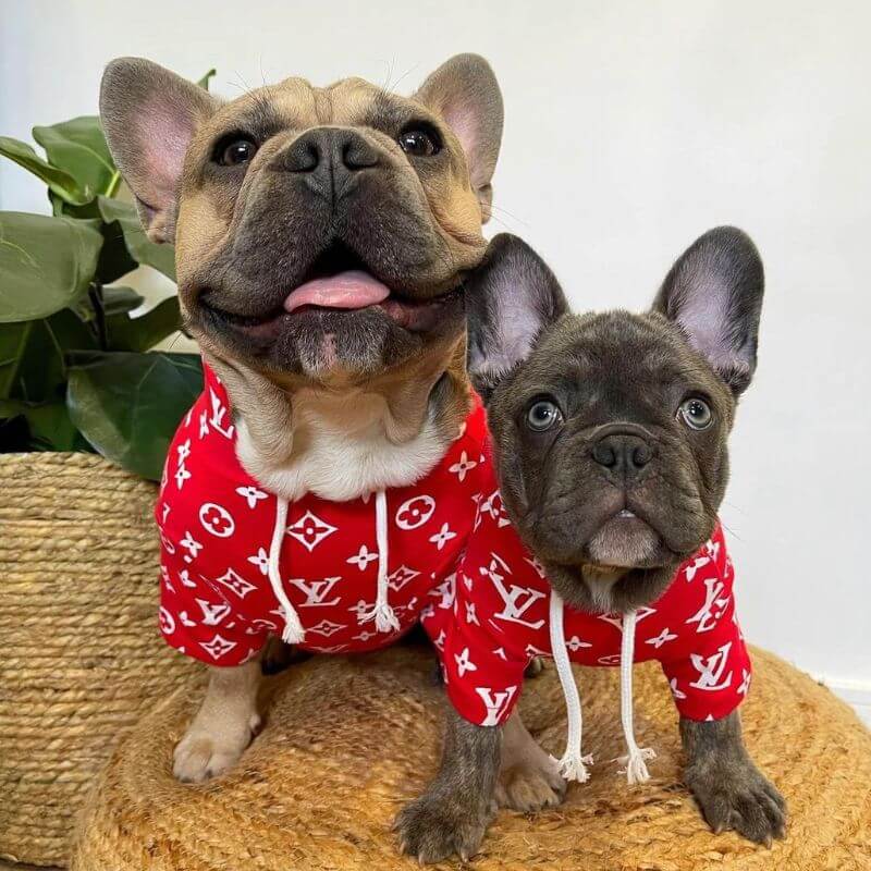 frenchie-space-shop-pupreme-french-bulldog-hoodie-7 frenchie space shop pupreme french bulldog hoodie