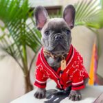 frenchie space shop redglam french bulldog cardigan