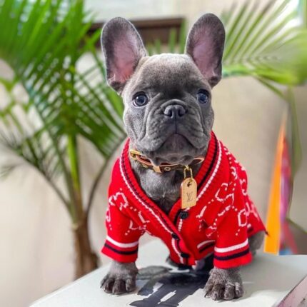 frenchie space shop redglam french bulldog cardigan