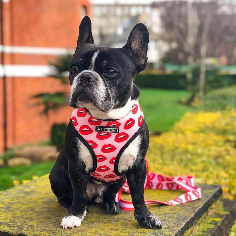 frenchie-space-shop-redkiss-french-bulldog-harness-1 frenchie space shop redkiss french bulldog harness