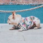 frenchie space shop seavibes french bulldog shirt