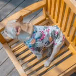 frenchie space shop seavibes french bulldog shirt