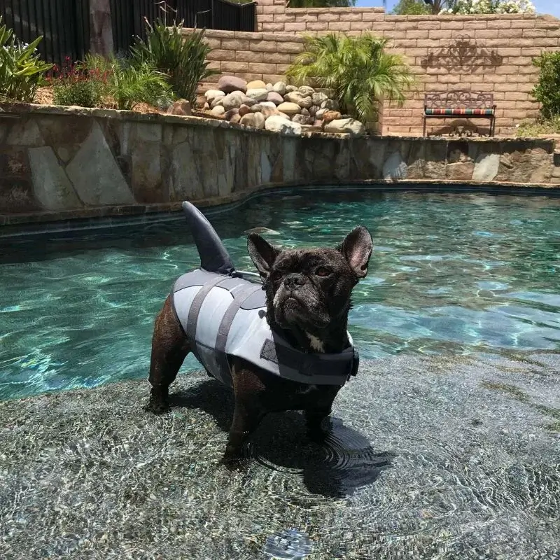 frenchie-space-shop-sharkymermaid-frenchie-life-jacket-5 frenchie space shop sharkymermaid french bulldog life jacket