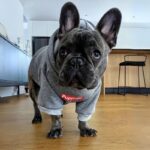 frenchie space shop silversporty frenchie hoodie