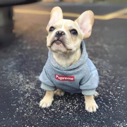 frenchie space shop silversporty frenchie hoodie