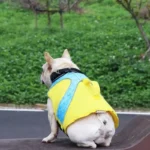 frenchie space shop splashy frenchie life jacket