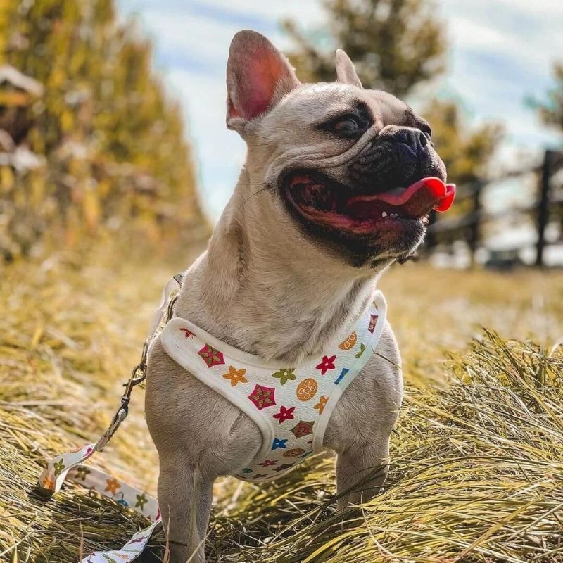 frenchie-space-shop-sunnyglam-french-bulldog-harness-1 frenchie space shop sunnyglam french bulldog harness