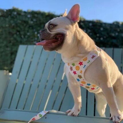frenchie space shop sunnyglam french bulldog harness