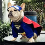 frenchie space shop super frenchie costume