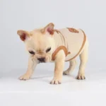 frenchie space shop teddy french bulldog vest