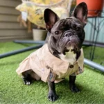 frenchie space shop trench coat french bulldog dress