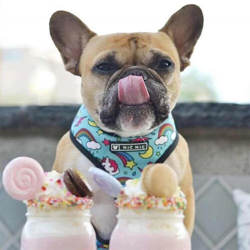 frenchie space shop unicorn french bulldog harness