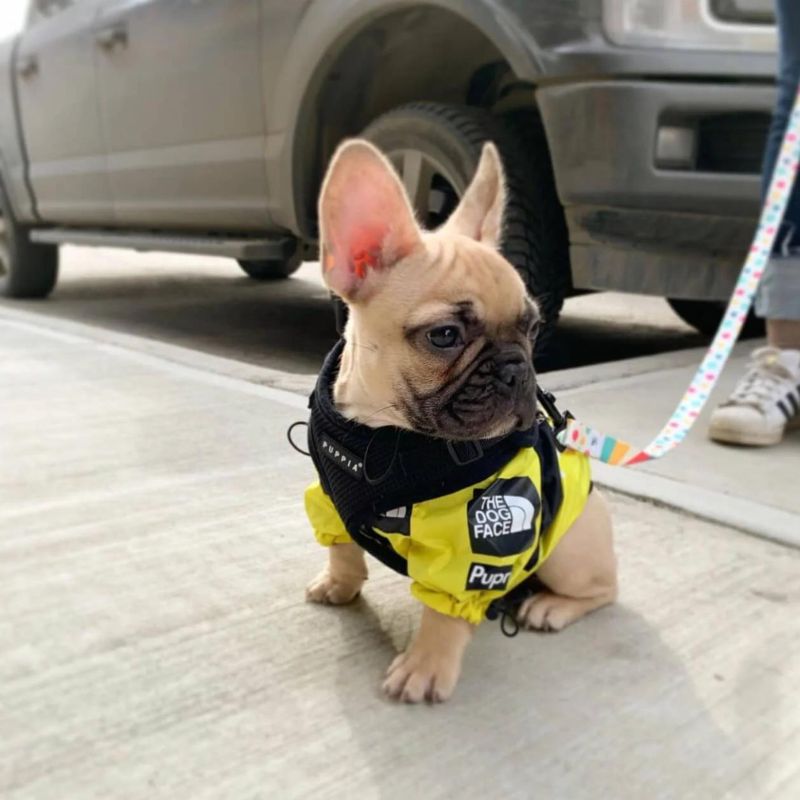 frenchie-space-shop-bright-windbreaker-frenchie-jacket-1 frenchie space shop bright windbreaker frenchie jacket
