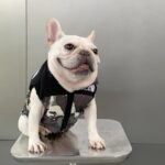 frenchie space shop camo frenchie jacket vest