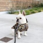 frenchie space shop camo reflective french bulldog jacket