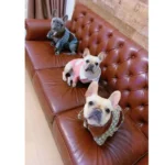 frenchie space shop classic frenchie jacket