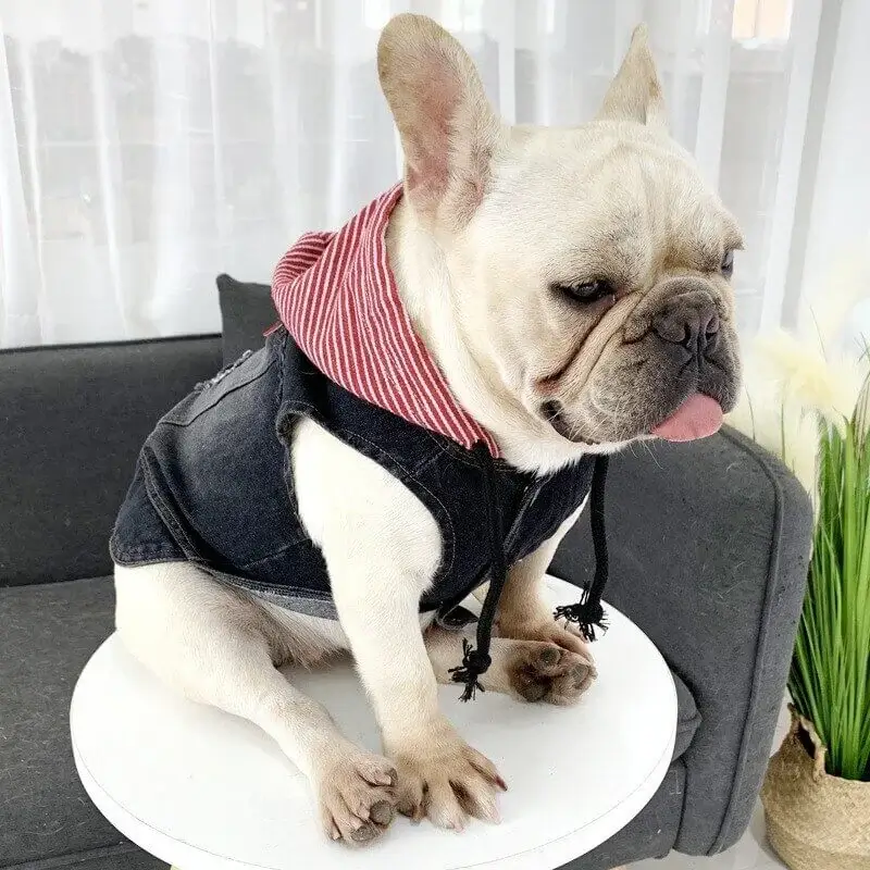 frenchie-space-shop-denim-french-bulldog-vest-1 frenchie space shop denim french bulldog vest