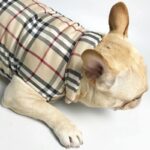 frenchie space shop dogberry french bulldog vest