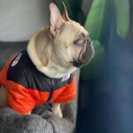 frenchie space shop dogface french bulldog vest