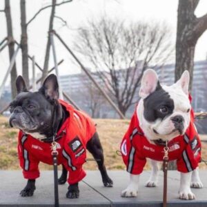 frenchie space shop dogface french bulldog raincoat