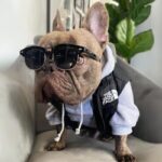 frenchie space shop dogface french bulldog vest