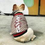 frenchie space shop fashionista pupreme frenchie jacket