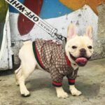 frenchie space shop fashionista pupreme frenchie jacket