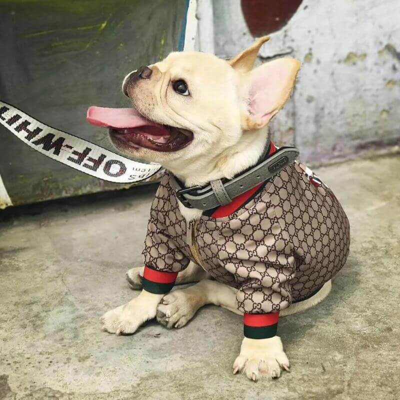frenchie-space-shop-fashionista-pupreme-frenchie-jacket-7 frenchie space shop fashionista pupreme frenchie jacket