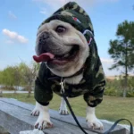 frenchie space shop forest french bulldog jacket