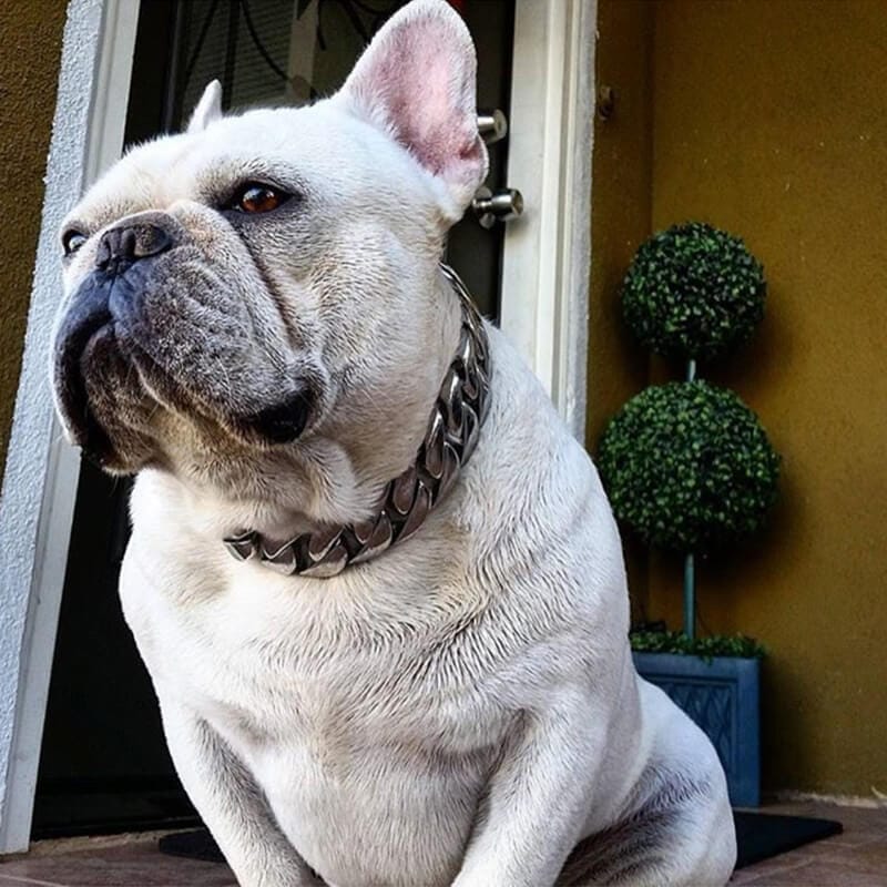 frenchie-space-shop-french-bulldog-chain-collar-1 frenchie space shop french bulldog chain collar