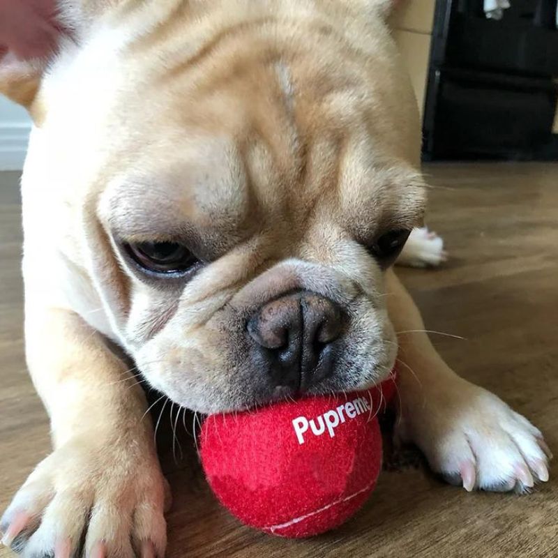 frenchie-space-shop-french-bulldog-fetch-ball-1 frenchie space shop french bulldog fetch ball