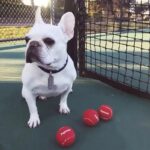 frenchie space shop french bulldog fetch ball