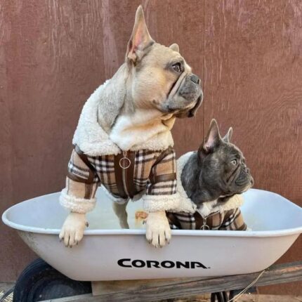 frenchie space shop frenchberry french bulldog coat