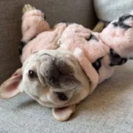 frenchie space shop fur pink french bulldog jacket