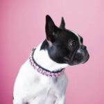 frenchie space shop glamtime french bulldog collar