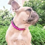 frenchie space shop glamtime french bulldog collar