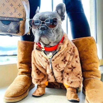 frenchie space shop glamtime french bulldog jacket