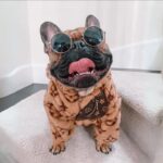 frenchie space shop glamtime french bulldog jacket