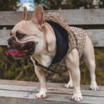frenchie space shop guccino french bulldog vest