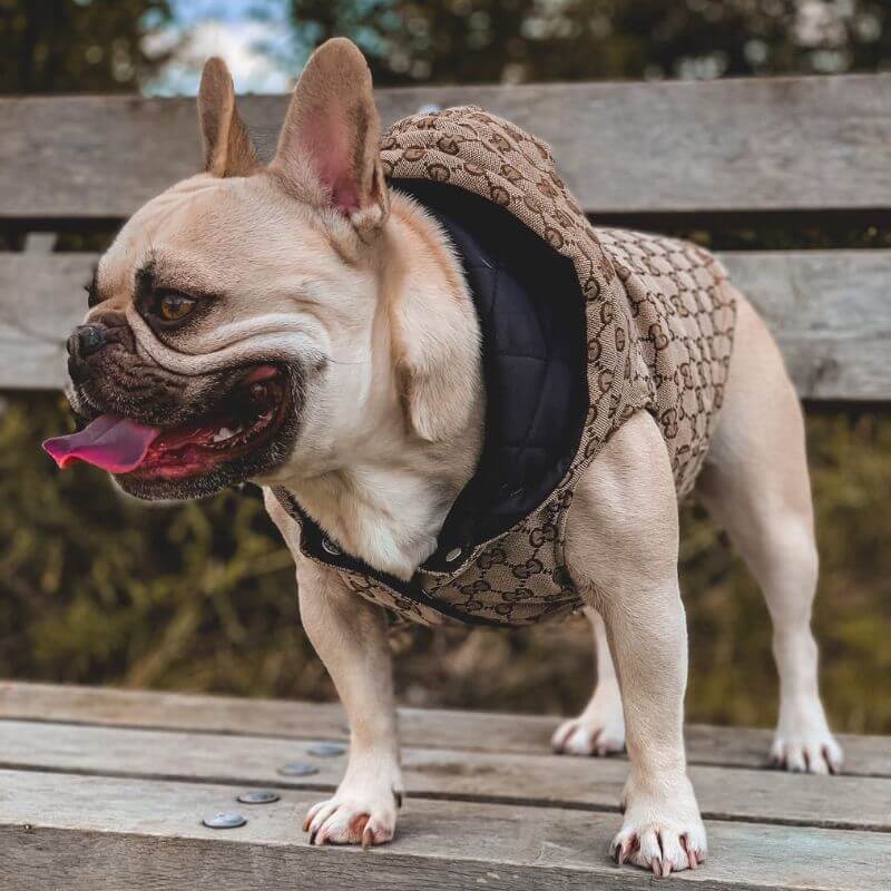 frenchie-space-shop-guccino-french-bulldog-vest-6 frenchie space shop guccino french bulldog vest