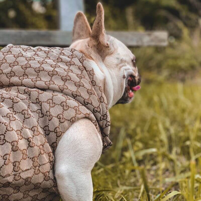 frenchie space shop guccino french bulldog vest